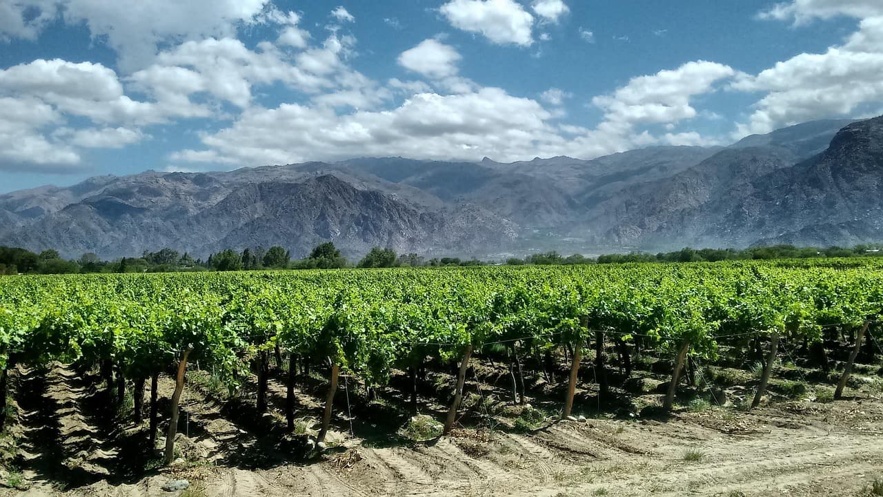 Examen de viticultura y cepas argentinas - Malbec, Torrontés, regiones vitivinícolas y terroir